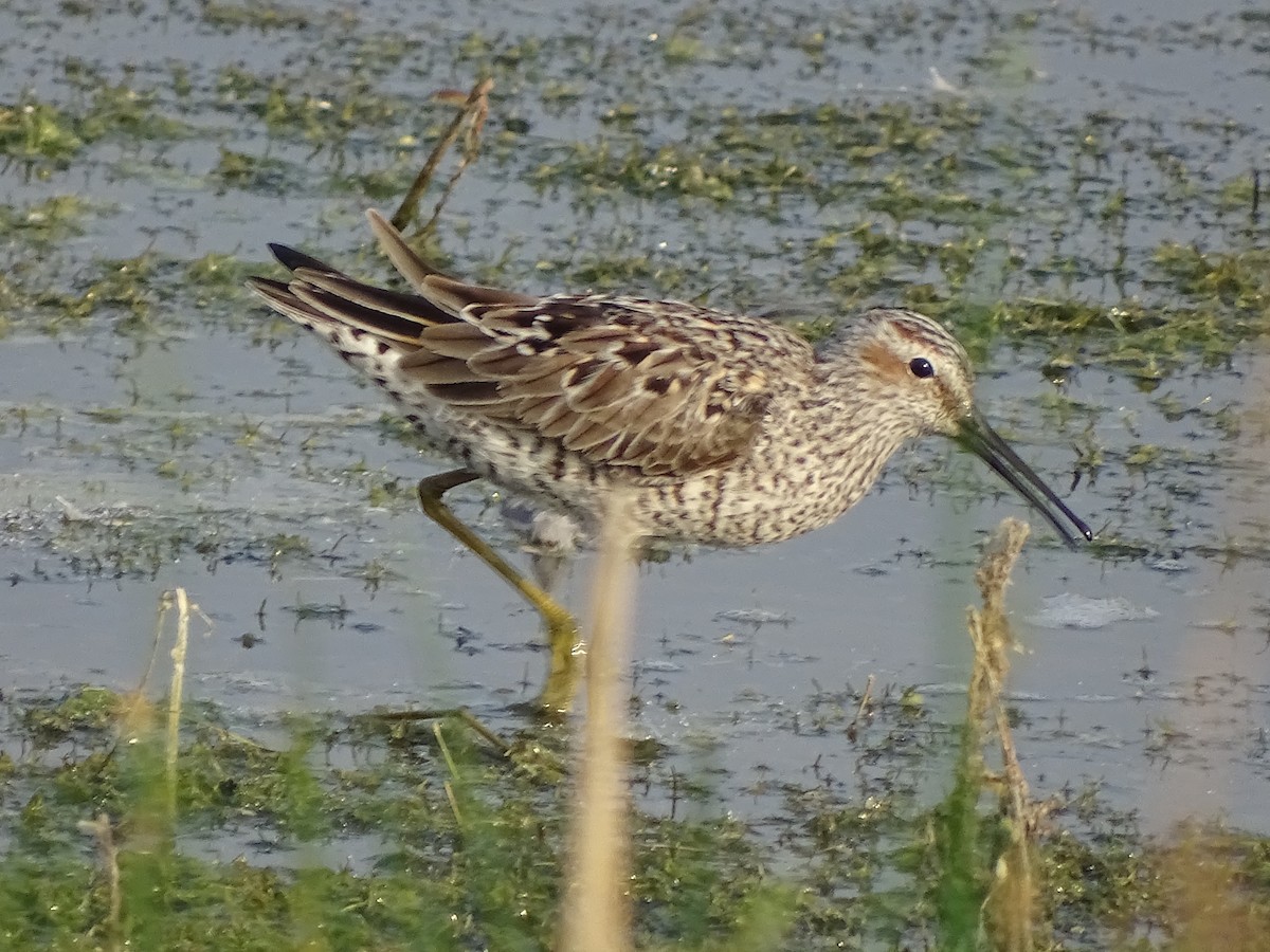 Stilt Sandpiper - ML618696749