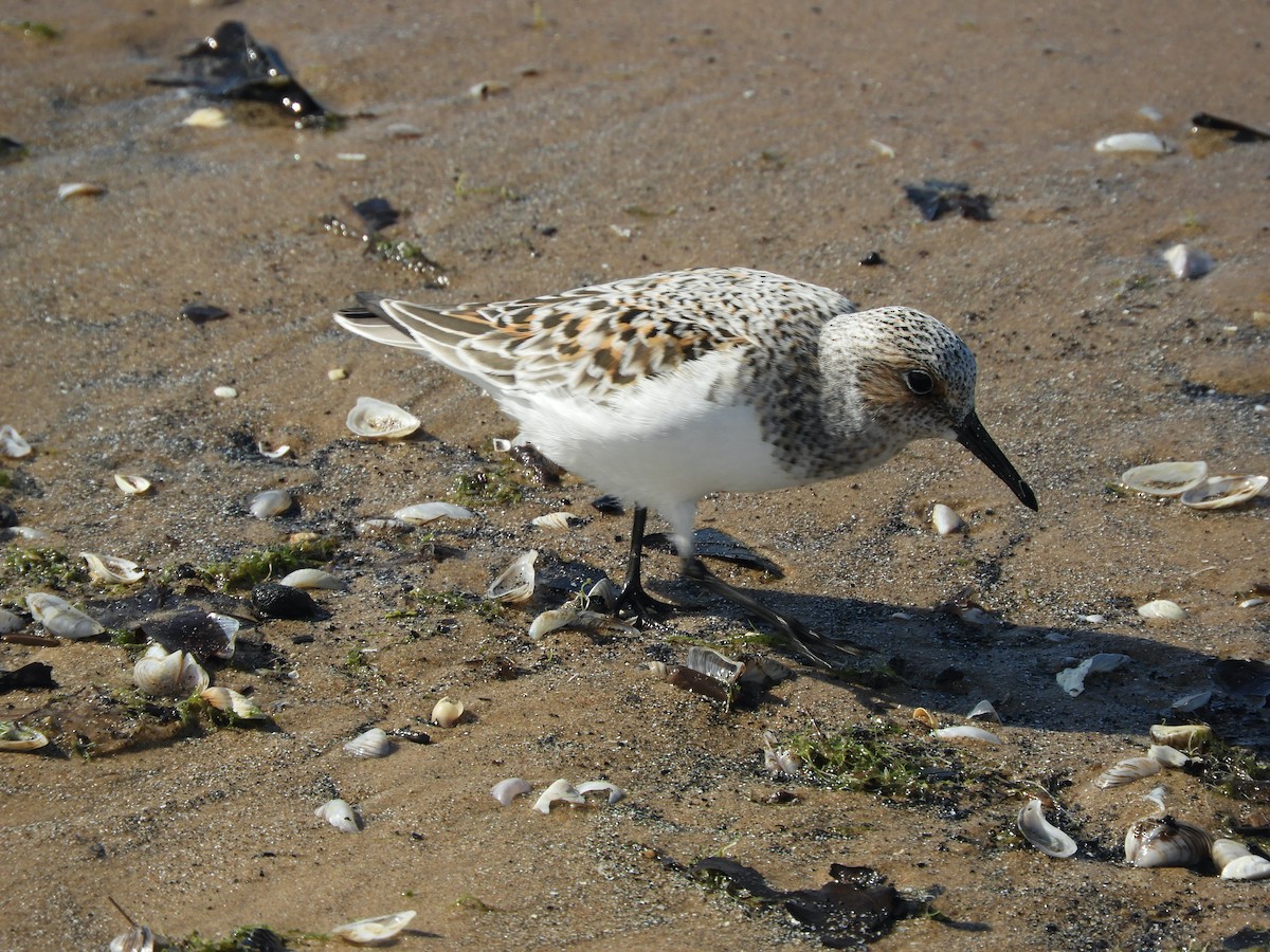 Sanderling - Kai Sheffield