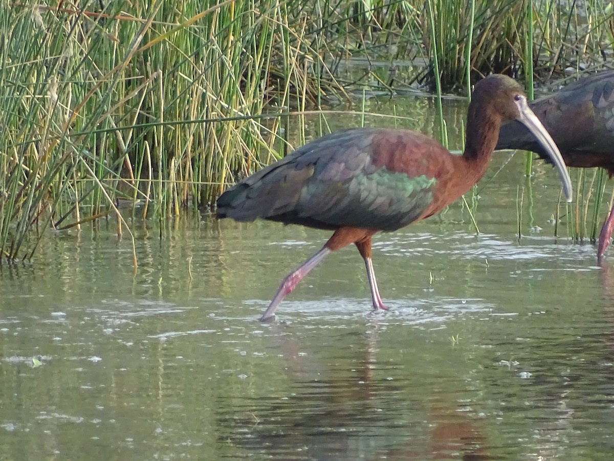 White-faced Ibis - Baylor Cashen