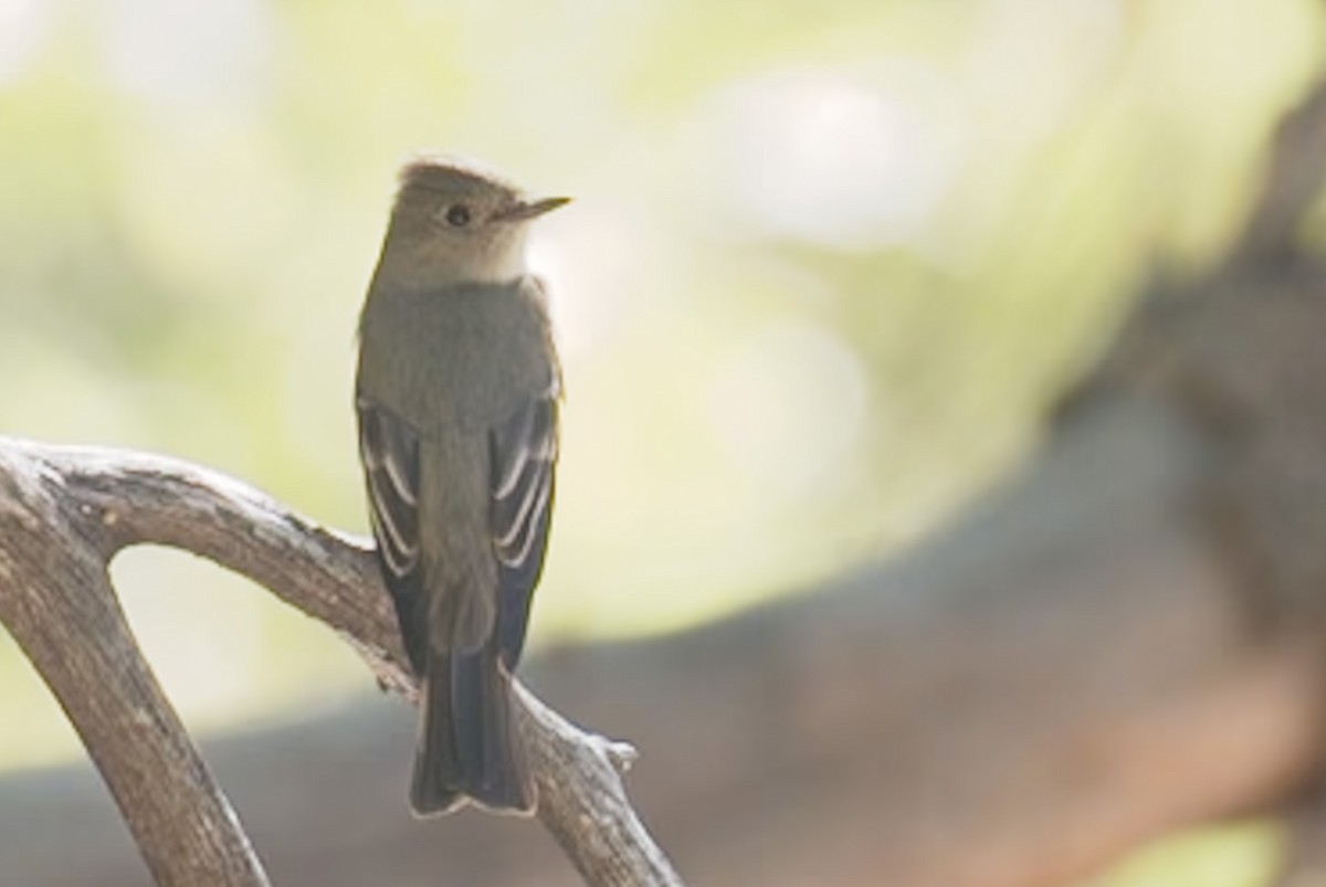 Western Wood-Pewee - ML618696786