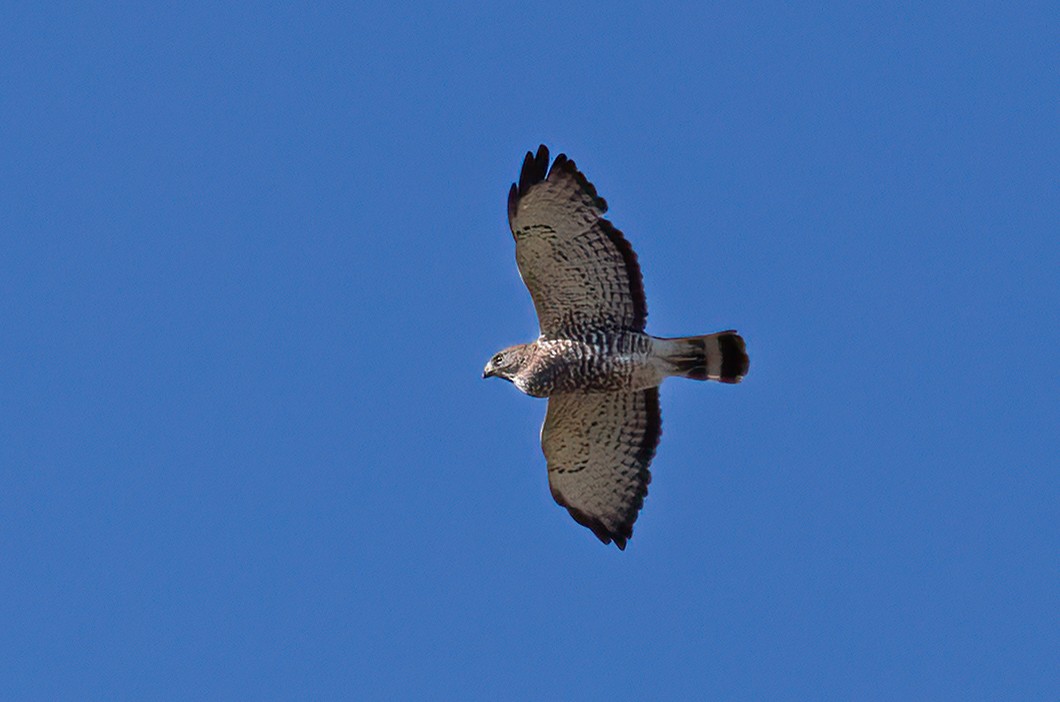 Broad-winged Hawk - Phil Bartley