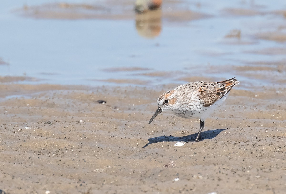 Western Sandpiper - ML618696846