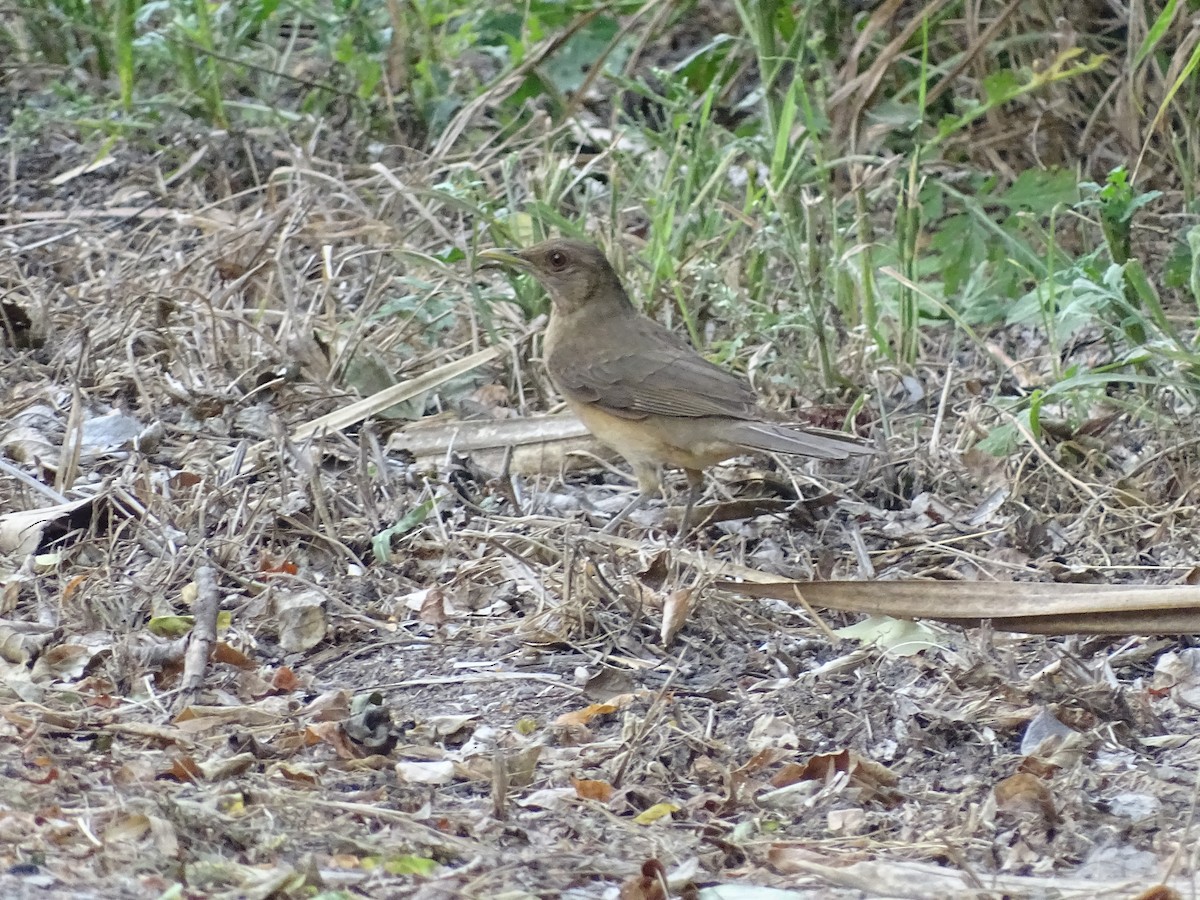 Clay-colored Thrush - ML618696895