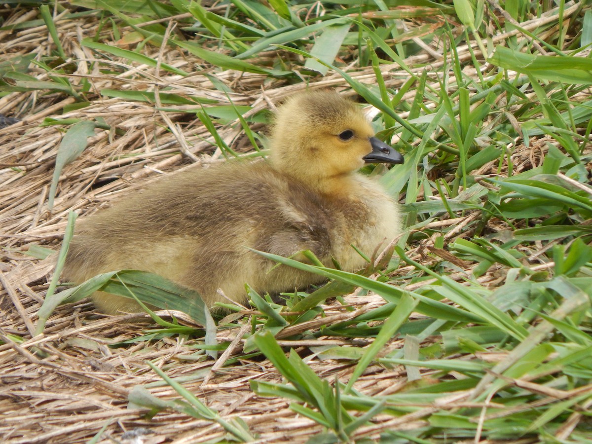 Canada Goose - Jayden Parker