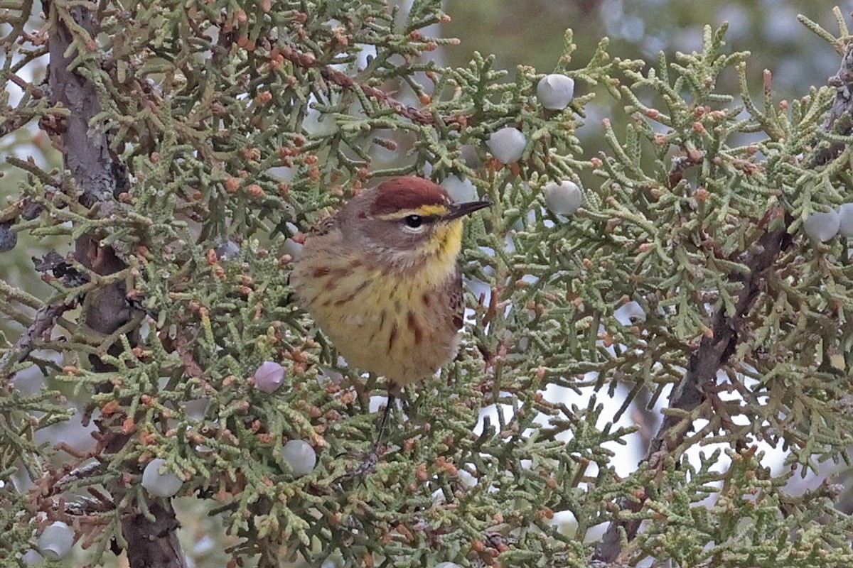 Paruline à couronne rousse - ML618696983