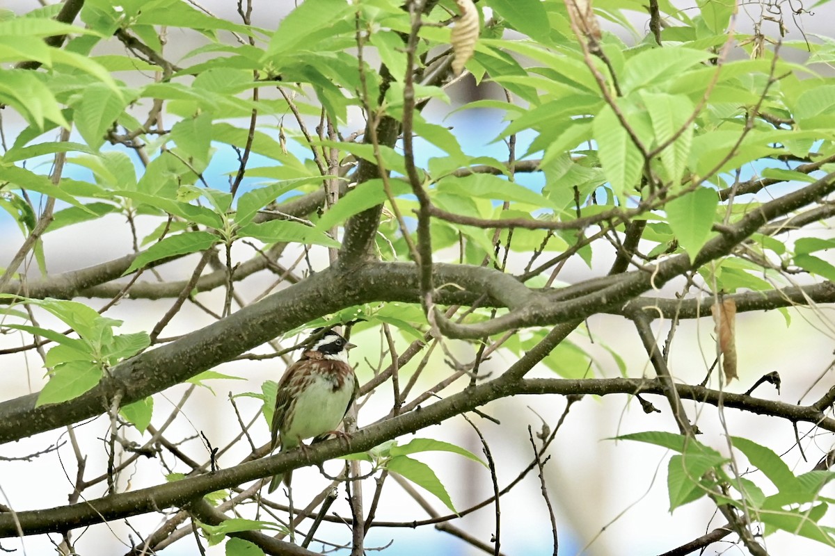 Rustic Bunting - Hideki Sekimoto