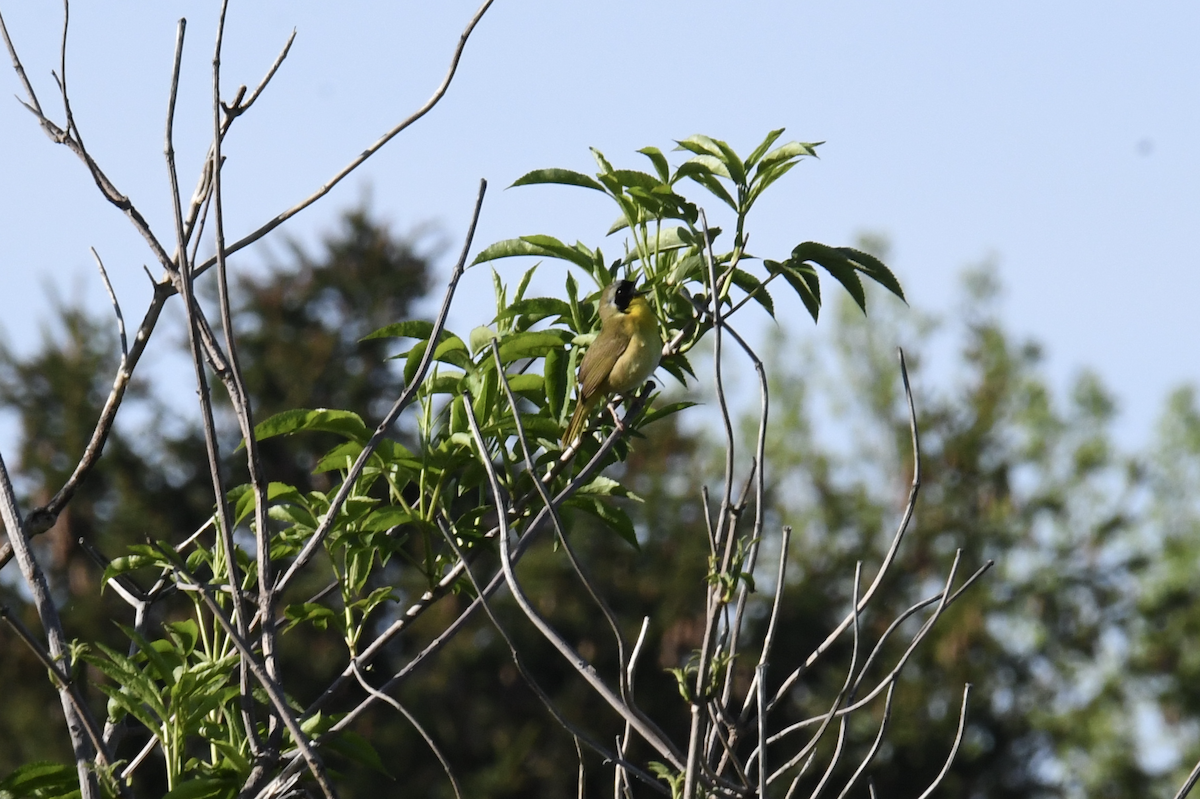 Common Yellowthroat - ML618697032