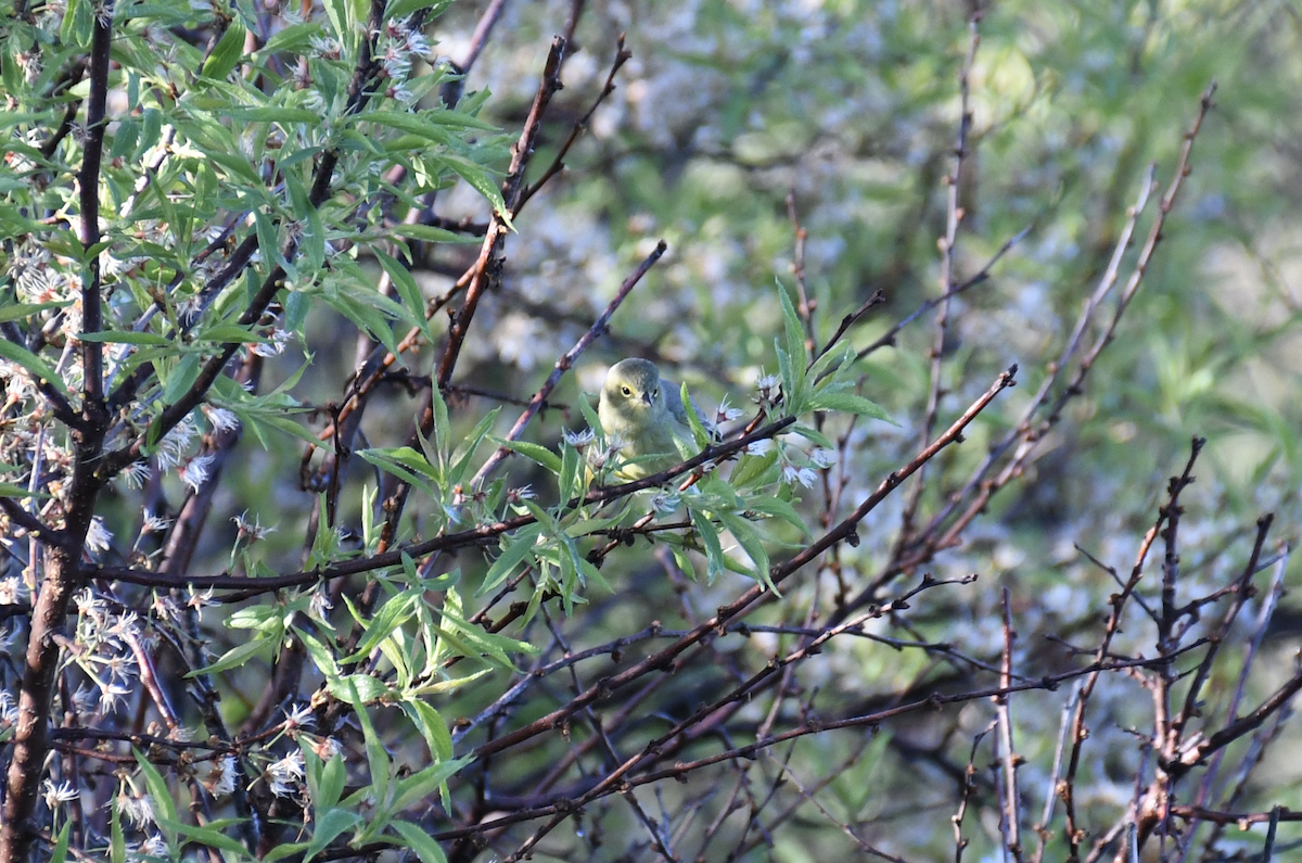 Common Yellowthroat - ML618697033