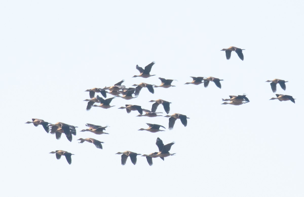 Fulvous Whistling-Duck - Liam Huber