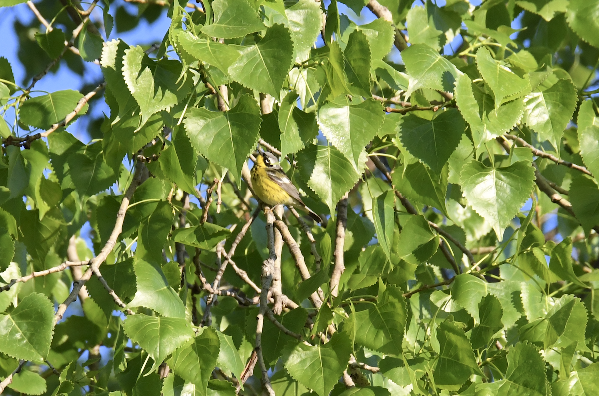 Magnolia Warbler - ML618697051