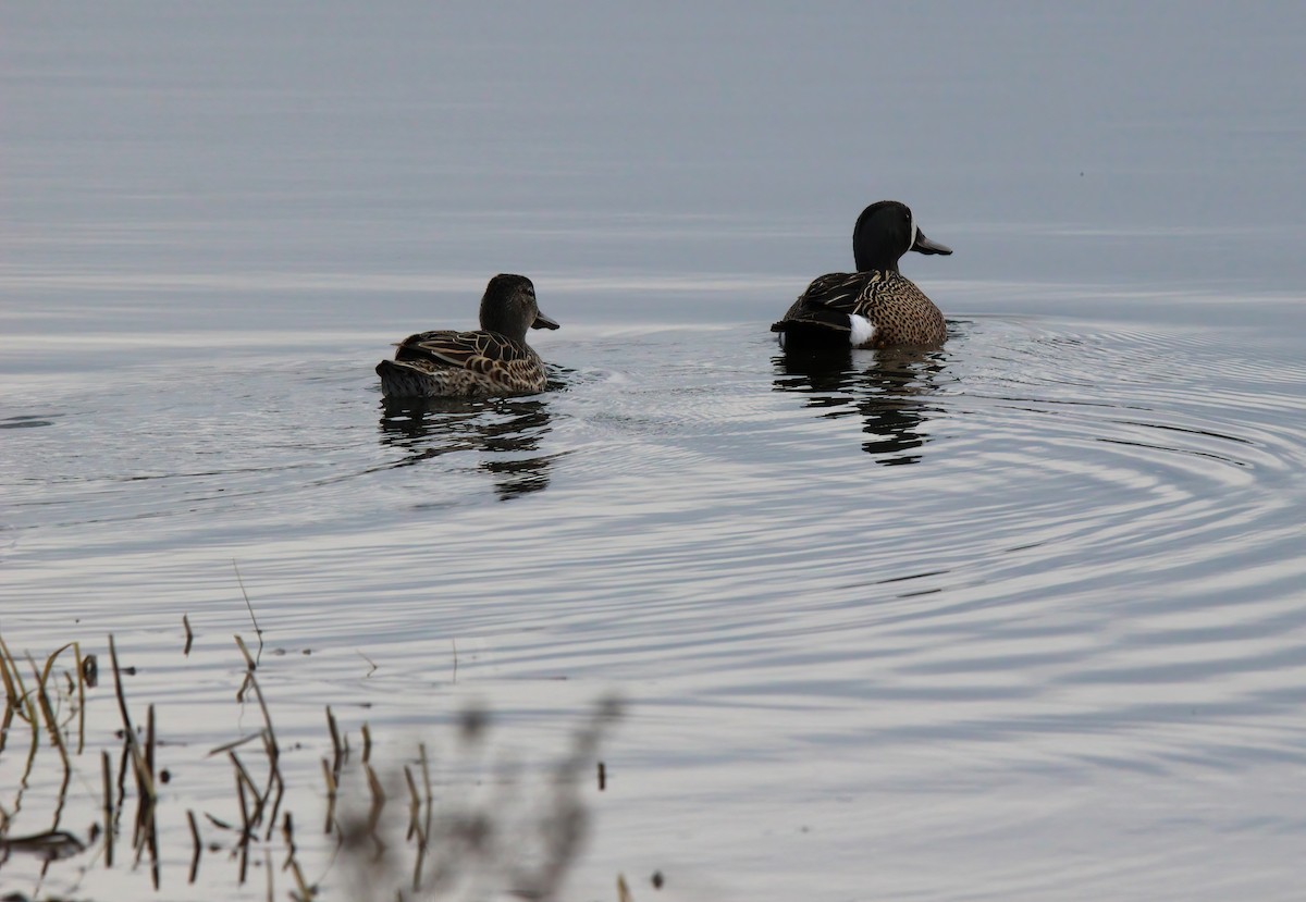 Blue-winged Teal - ML618697077