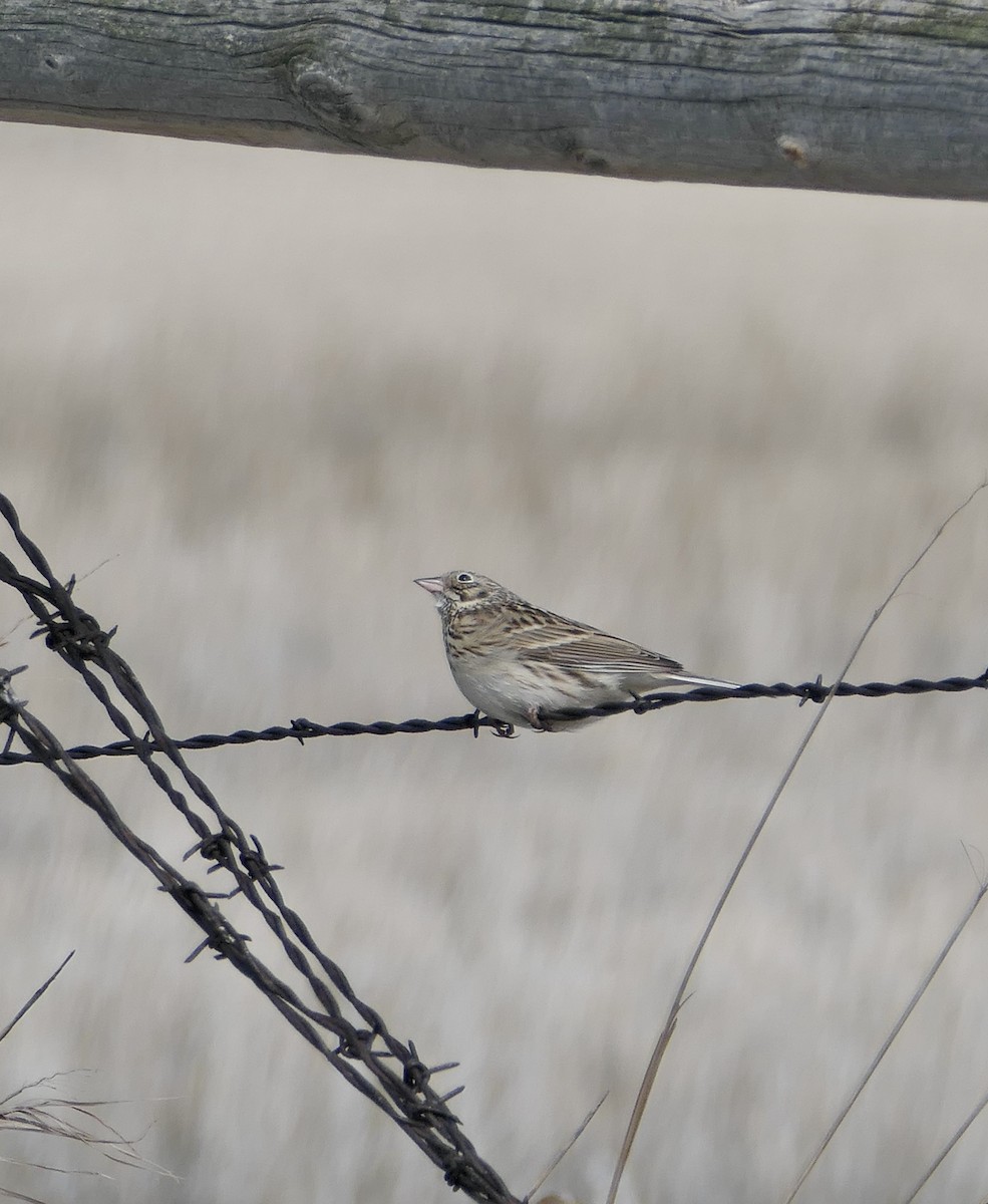 Vesper Sparrow - ML618697083