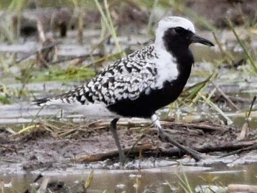 Black-bellied Plover - ML618697093