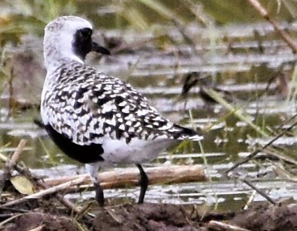 Black-bellied Plover - ML618697110