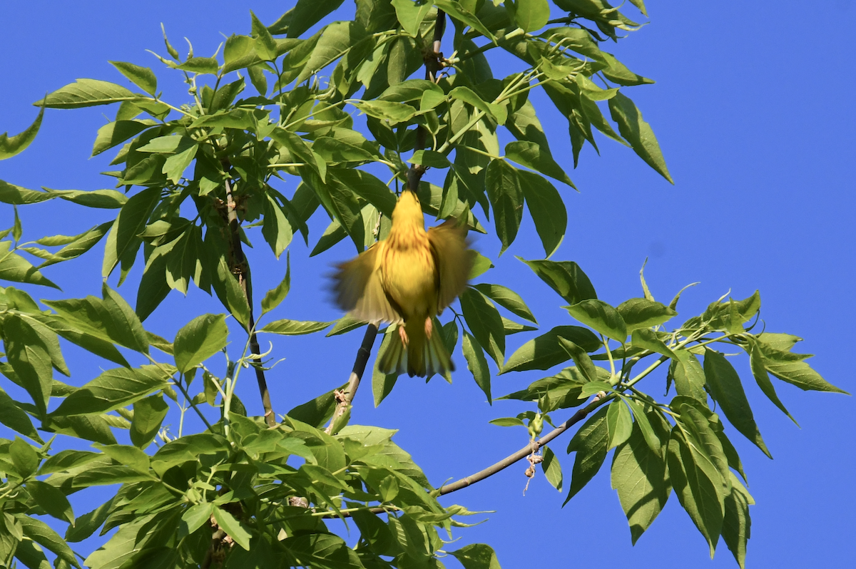 Yellow Warbler - ML618697114