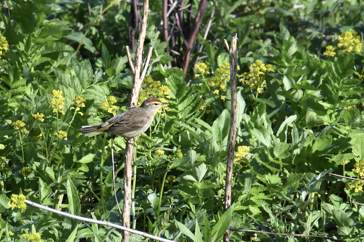 Palm Warbler - ML618697119
