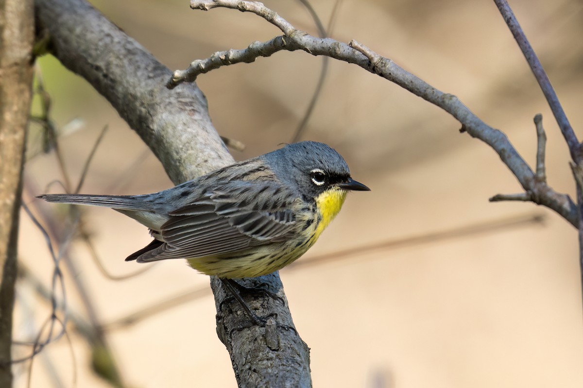 Kirtland's Warbler - ML618697128
