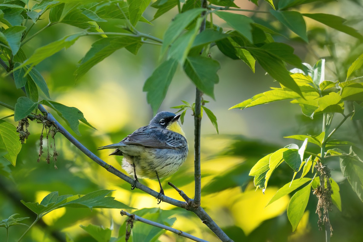 Kirtland's Warbler - ML618697131