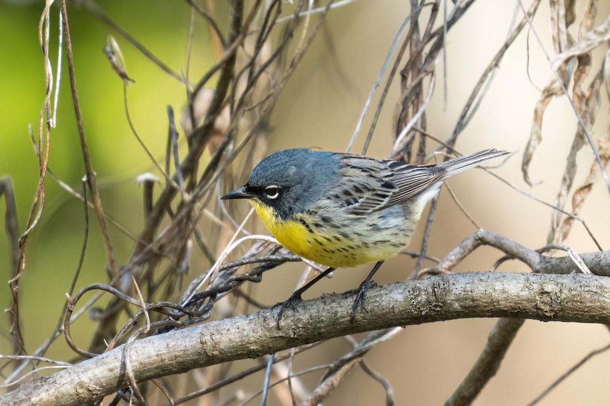 Kirtland's Warbler - ML618697134