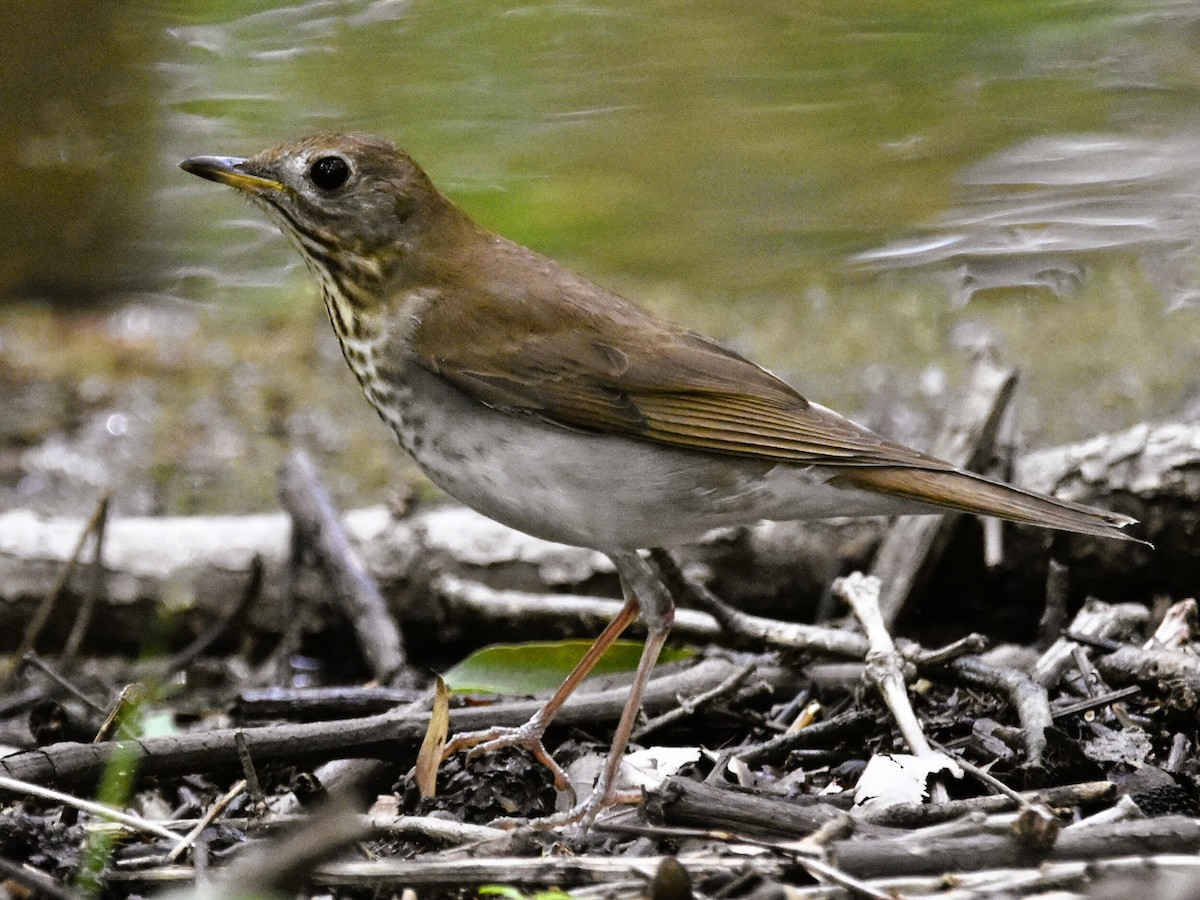 Veery - Jason C. Martin