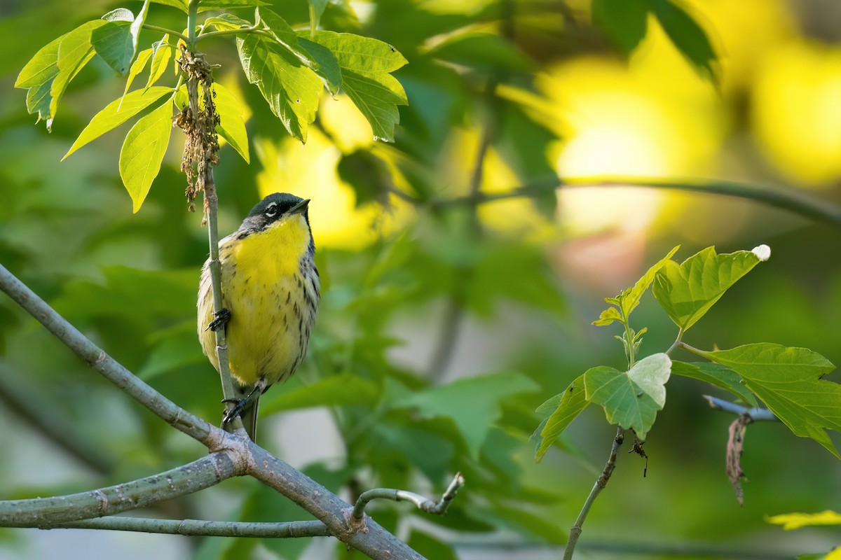 Kirtland's Warbler - ML618697141