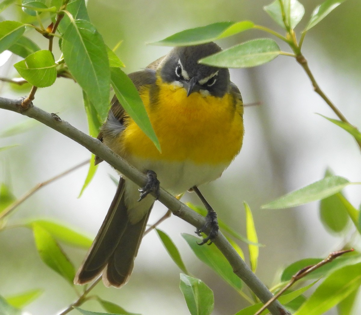 Yellow-breasted Chat - Tresa Moulton