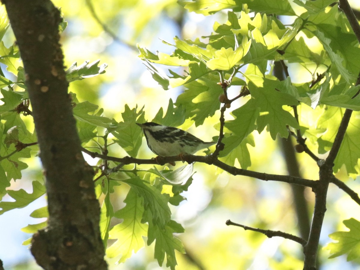 Blackpoll Warbler - ML618697155