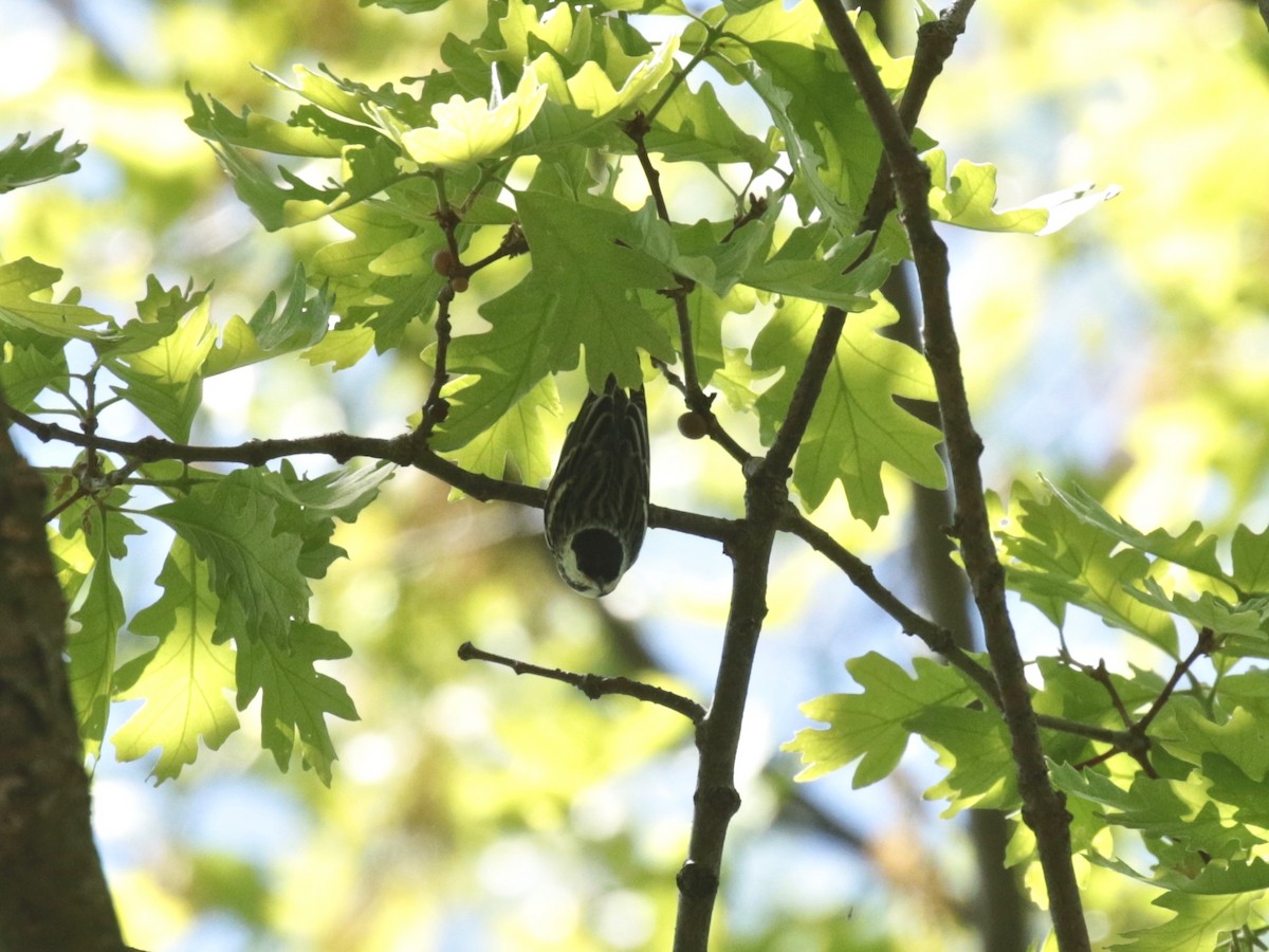 Blackpoll Warbler - ML618697156