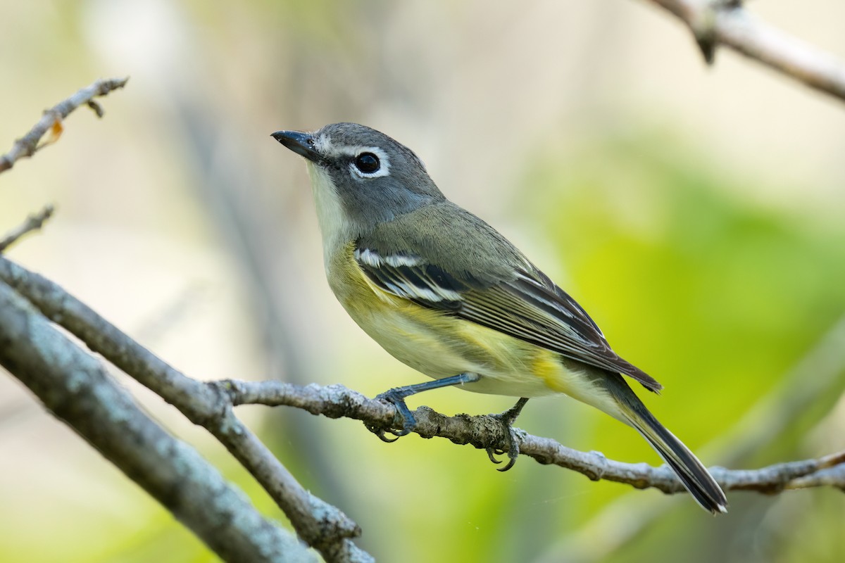 Blue-headed Vireo - ML618697160