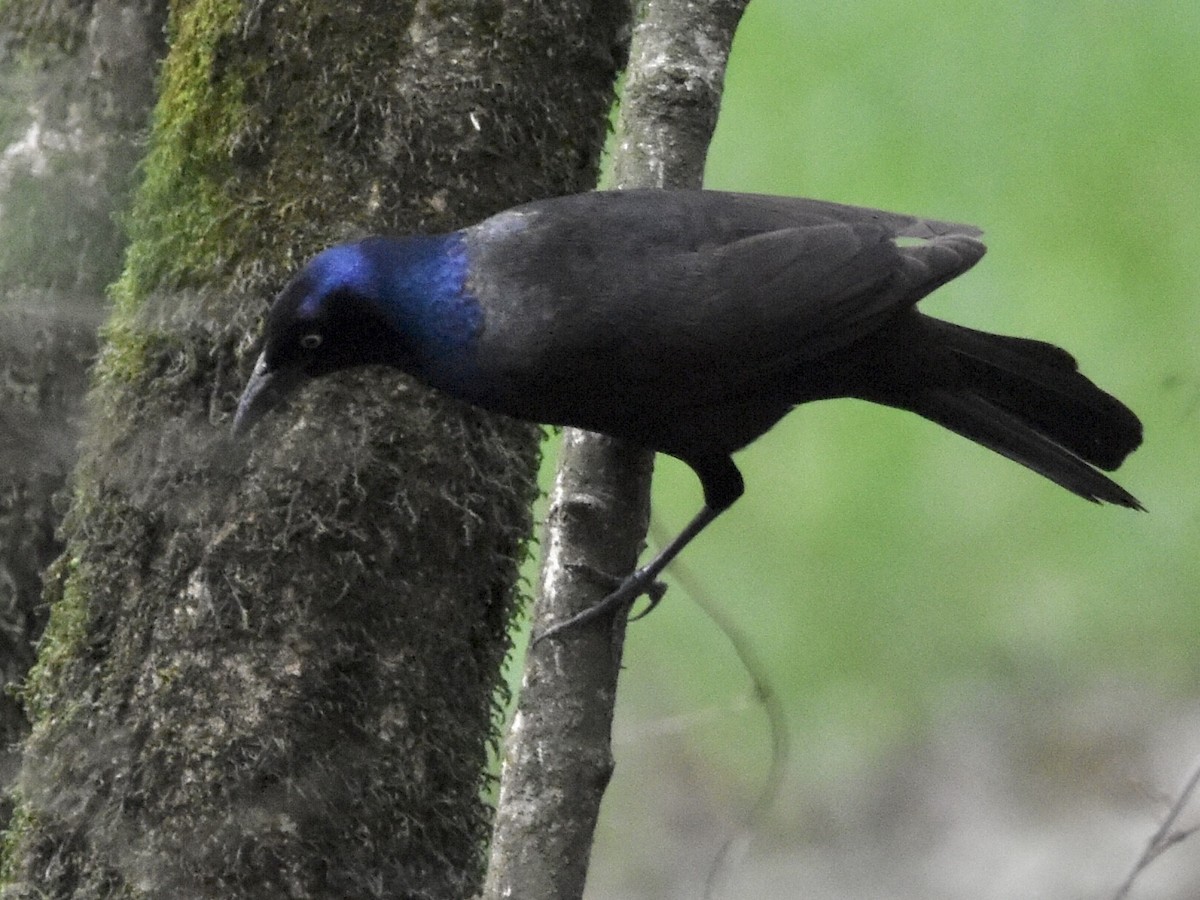 Common Grackle - ML618697167