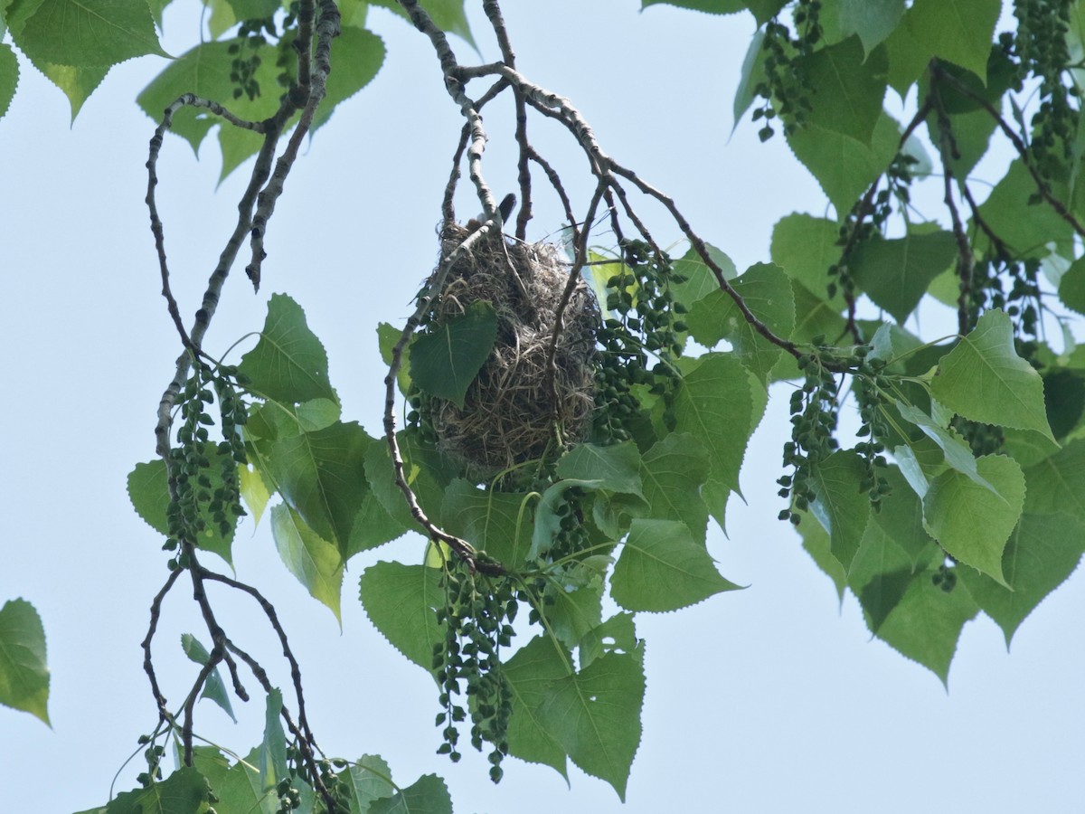 Baltimore Oriole - ML618697168