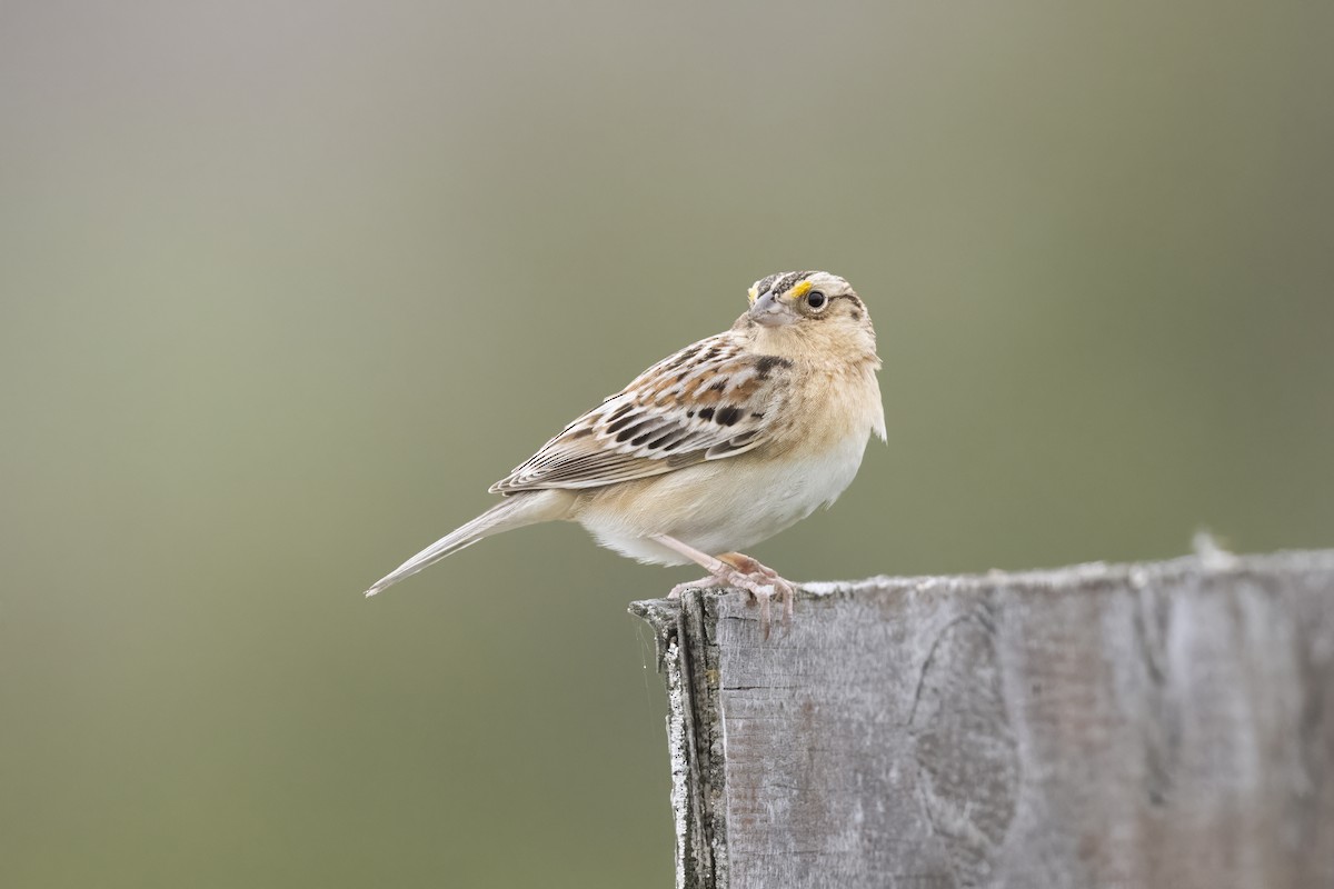 Grasshopper Sparrow - Jack Lefor