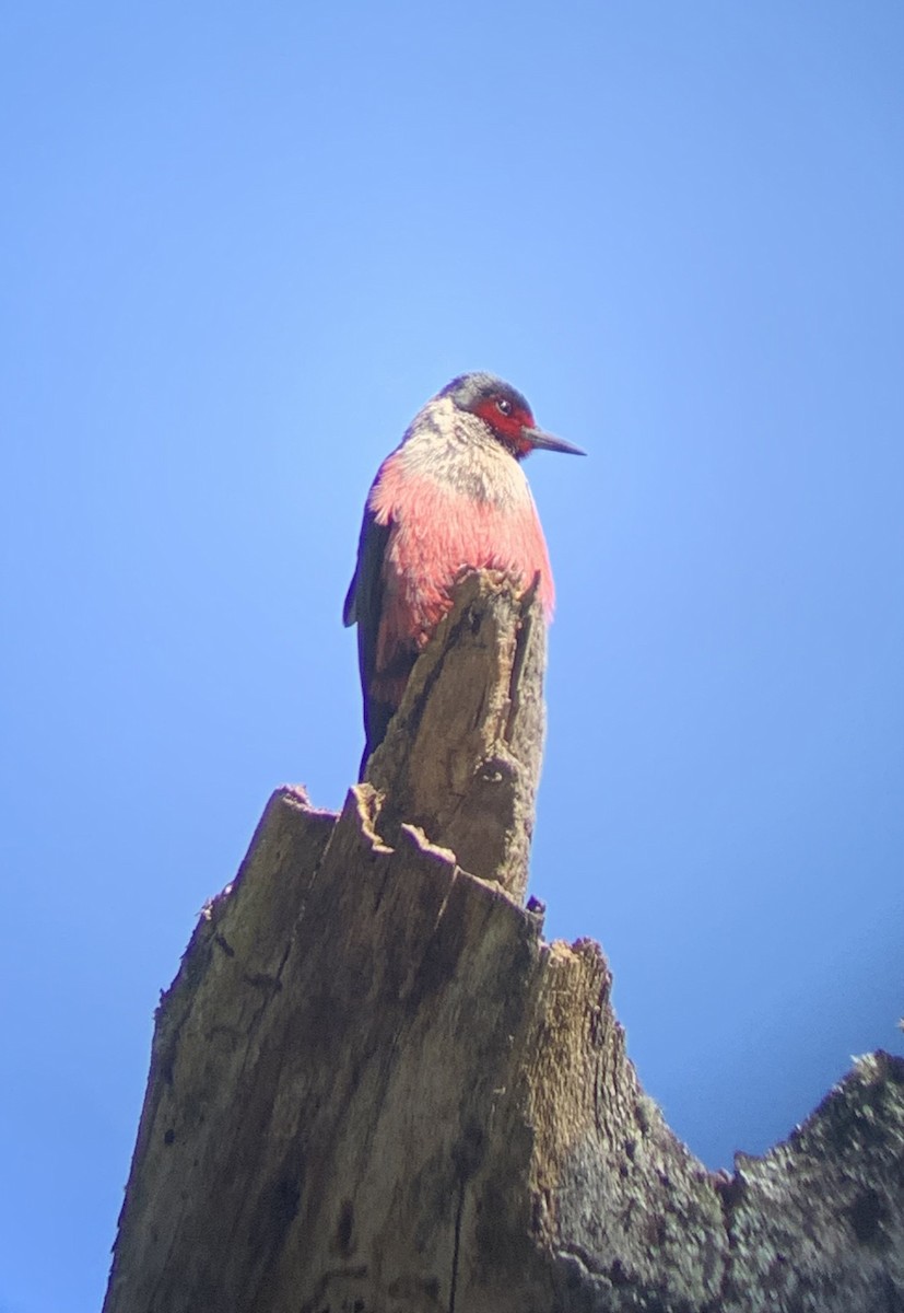 Lewis's Woodpecker - ML618697210