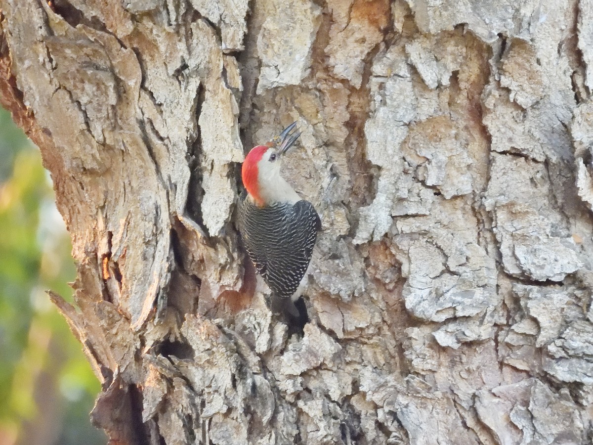 Golden-fronted Woodpecker - Manuel Graniel