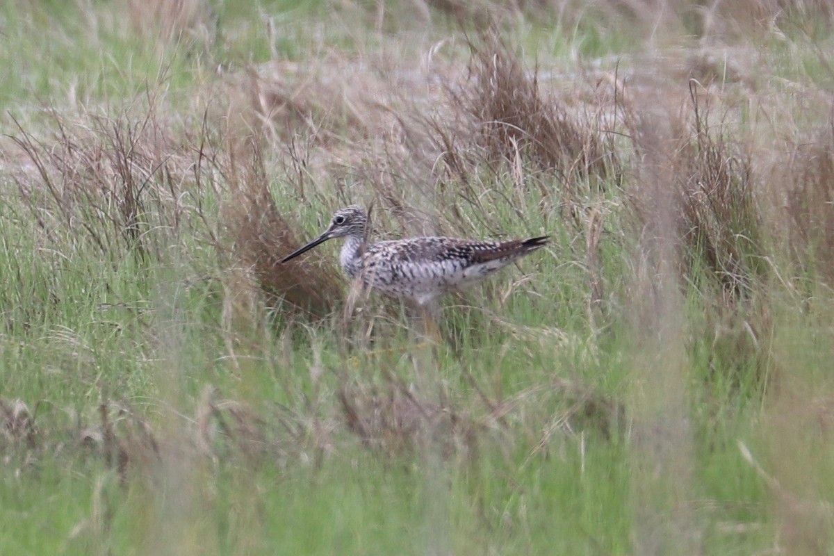 Greater Yellowlegs - ML618697269