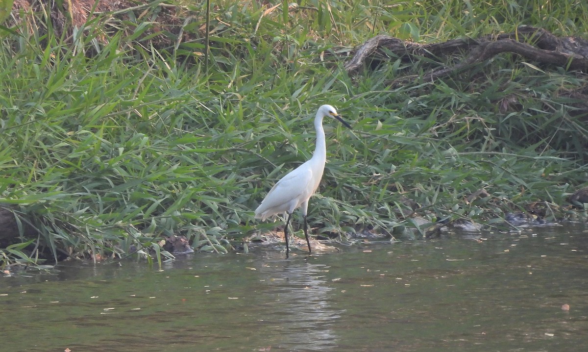 Snowy Egret - ML618697283