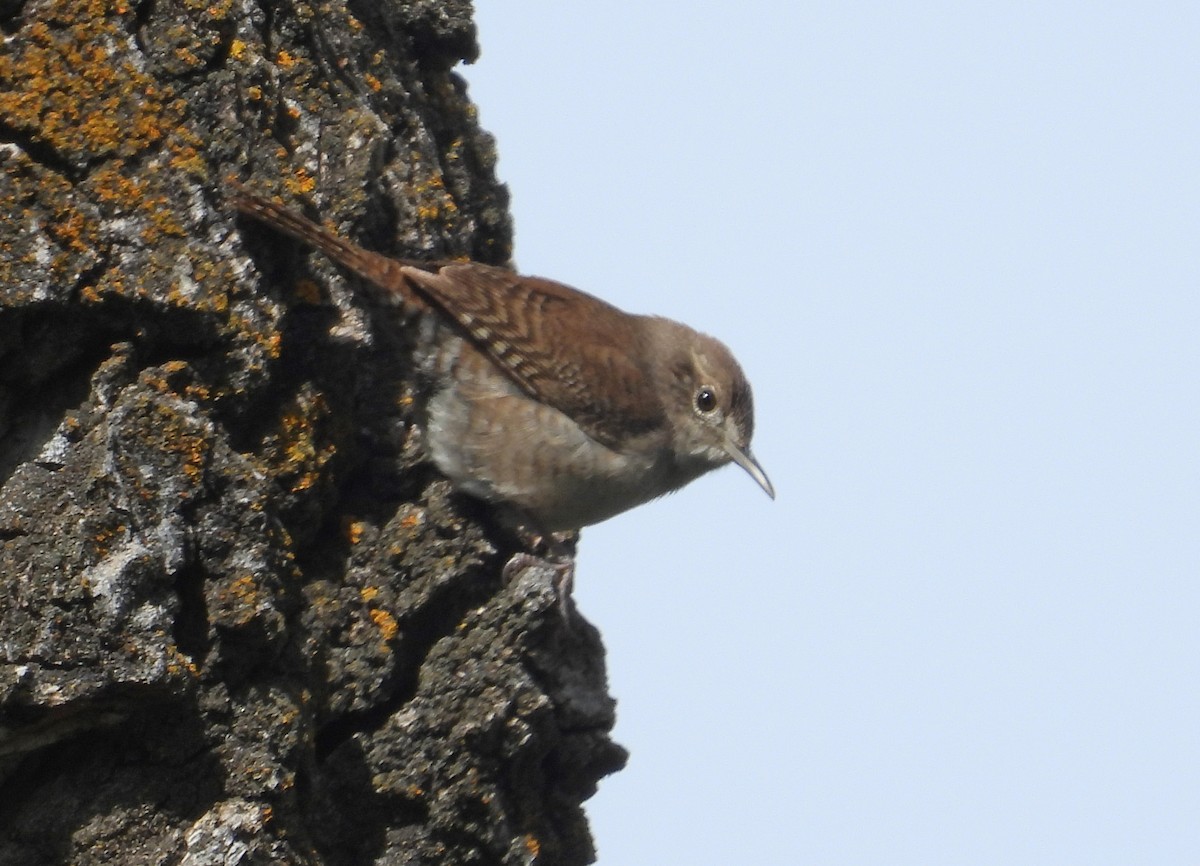 House Wren - ML618697284