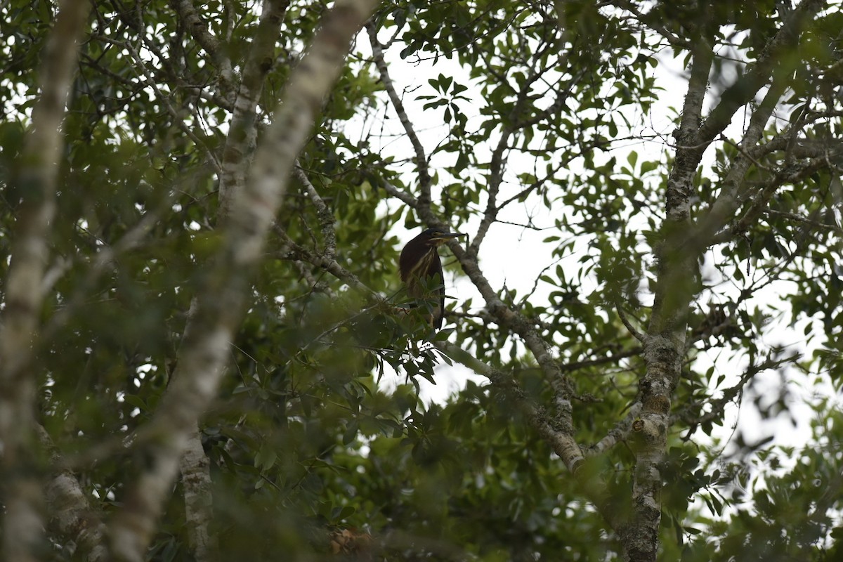 Green Heron - ML618697289