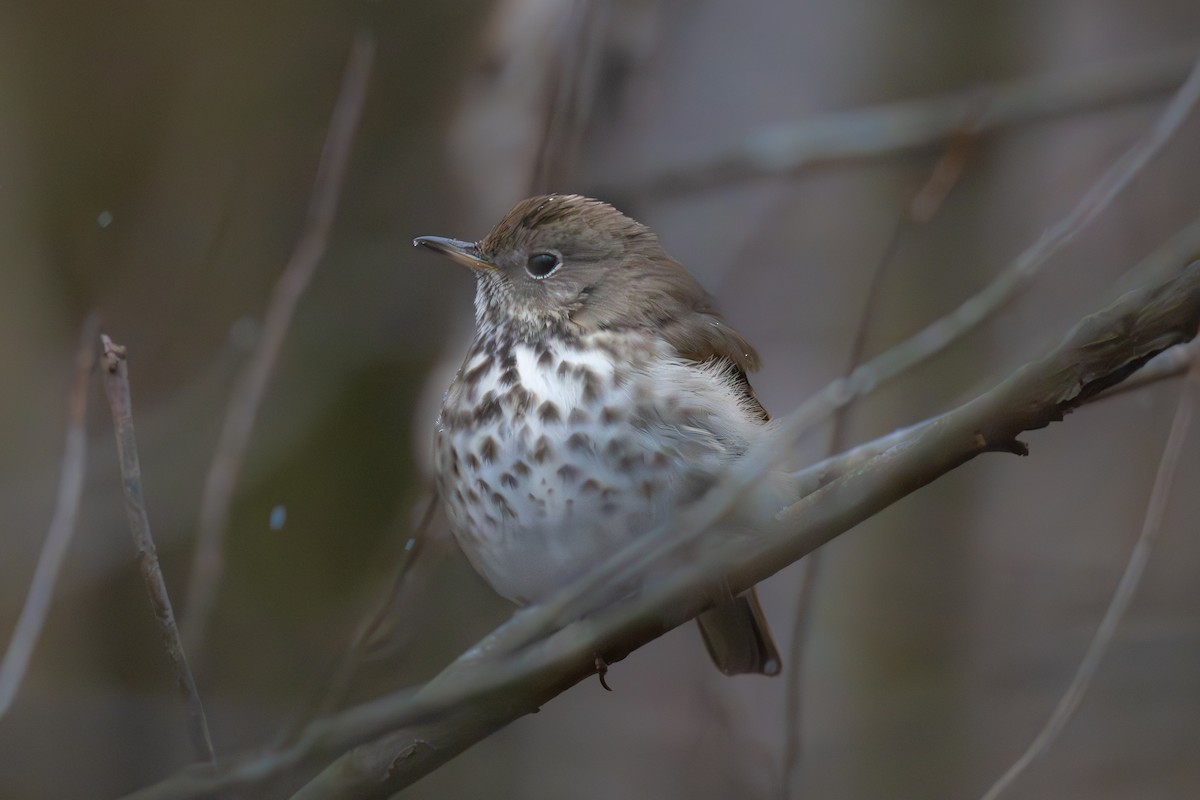 Hermit Thrush - Brent Atkinson