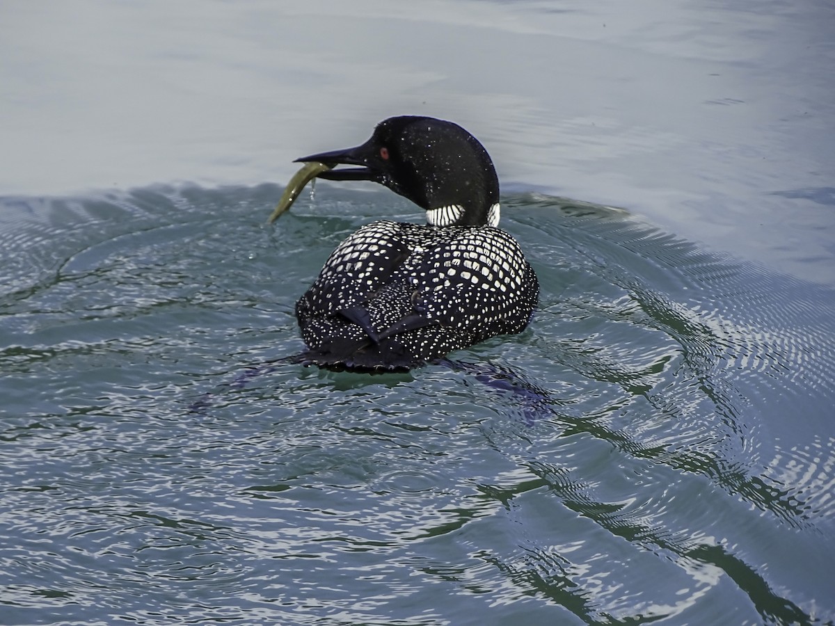 Common Loon - ML618697377