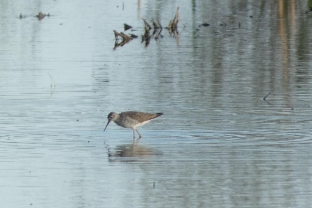 Lesser Yellowlegs - ML618697411