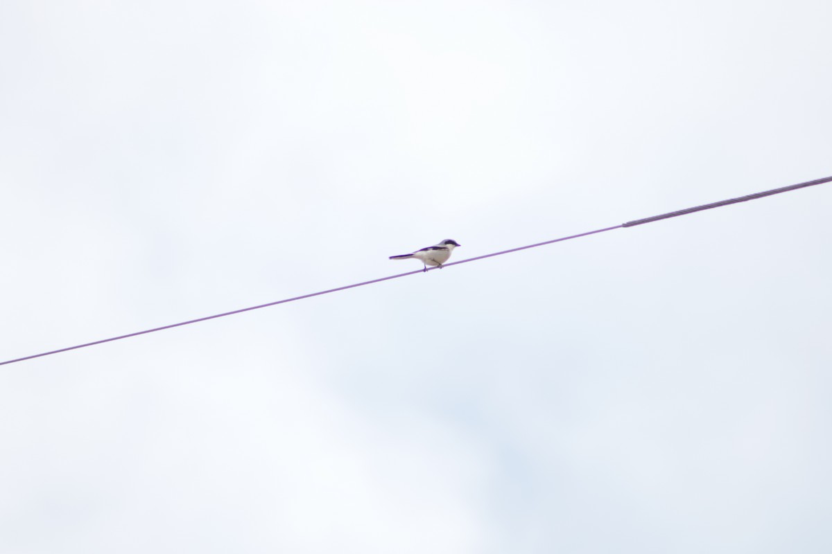 Loggerhead Shrike - ML618697413