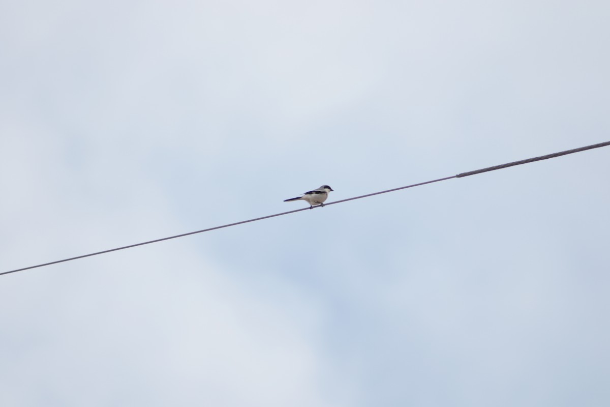 Loggerhead Shrike - ML618697417