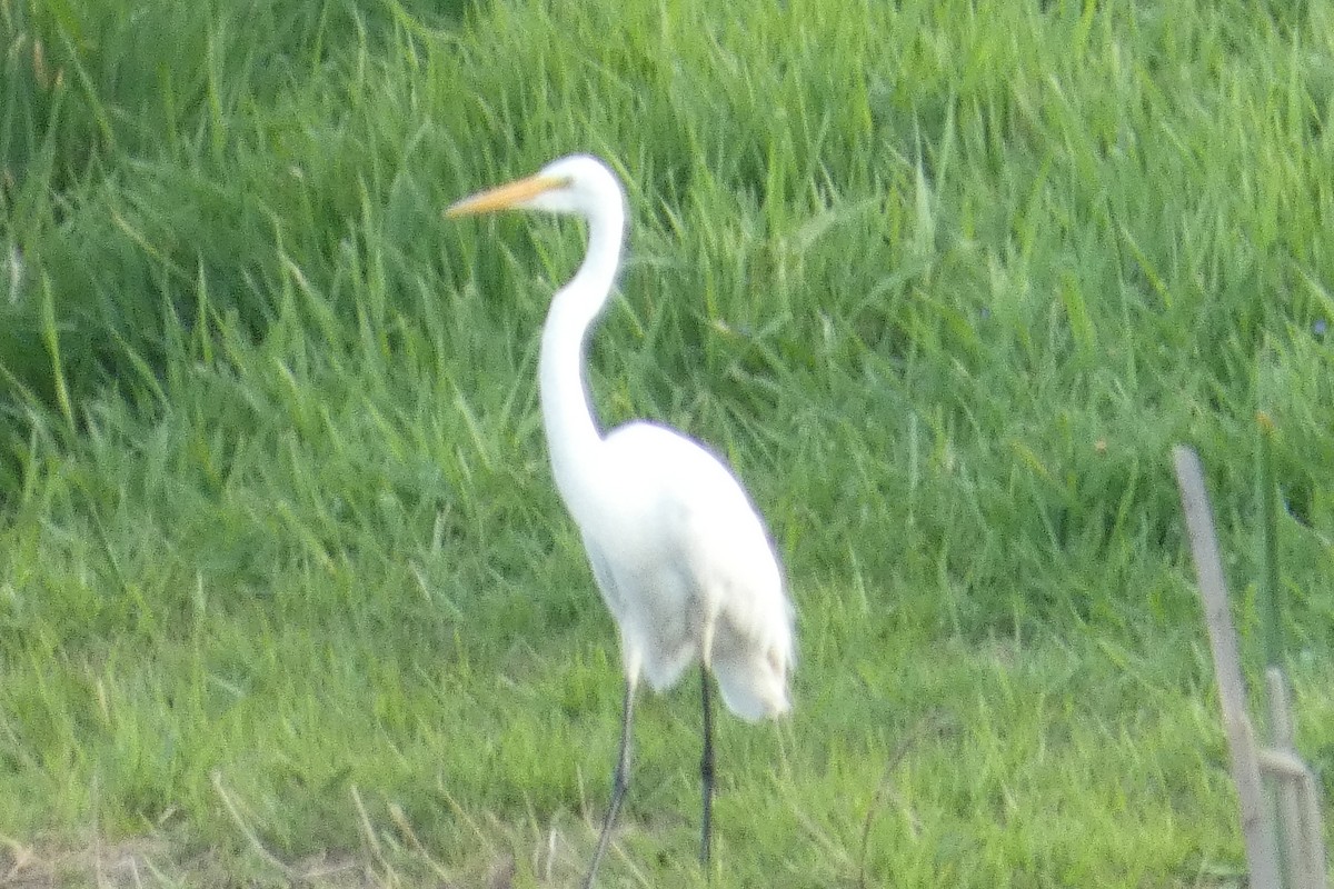 Great Egret - ML618697422