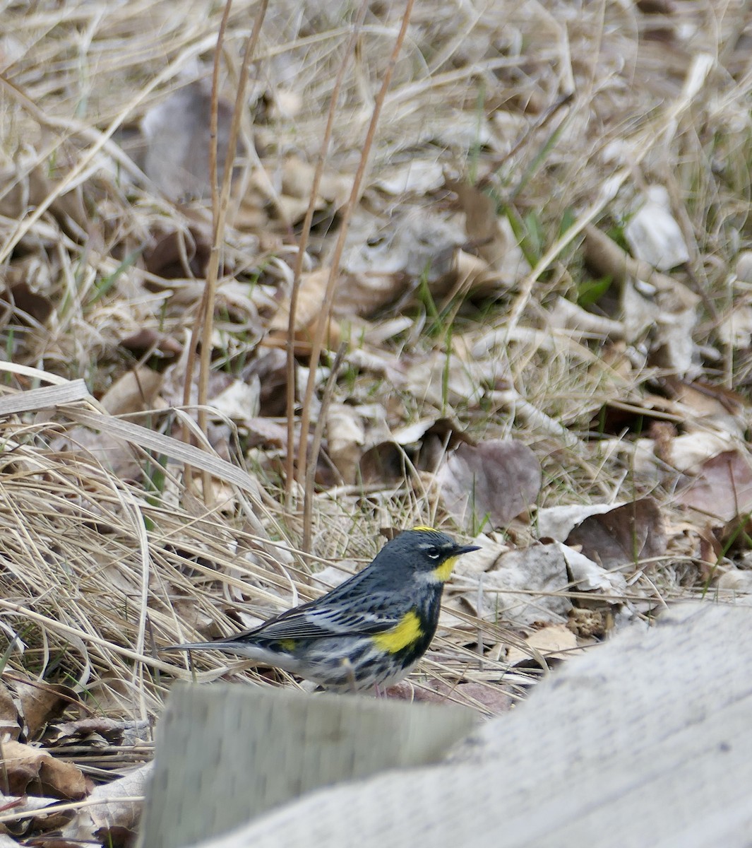 Yellow-rumped Warbler - Jim St Laurent