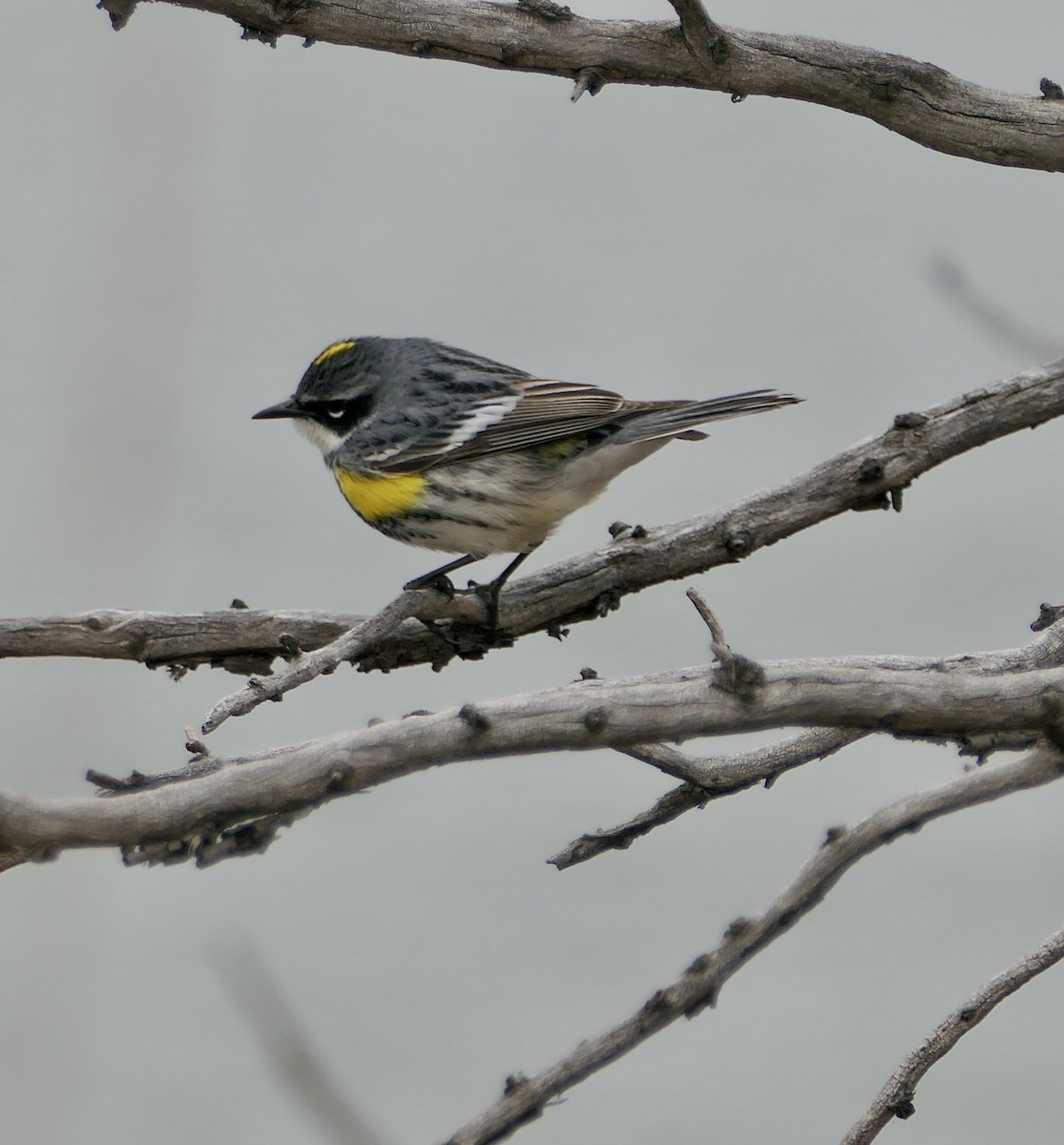 Yellow-rumped Warbler - Jim St Laurent