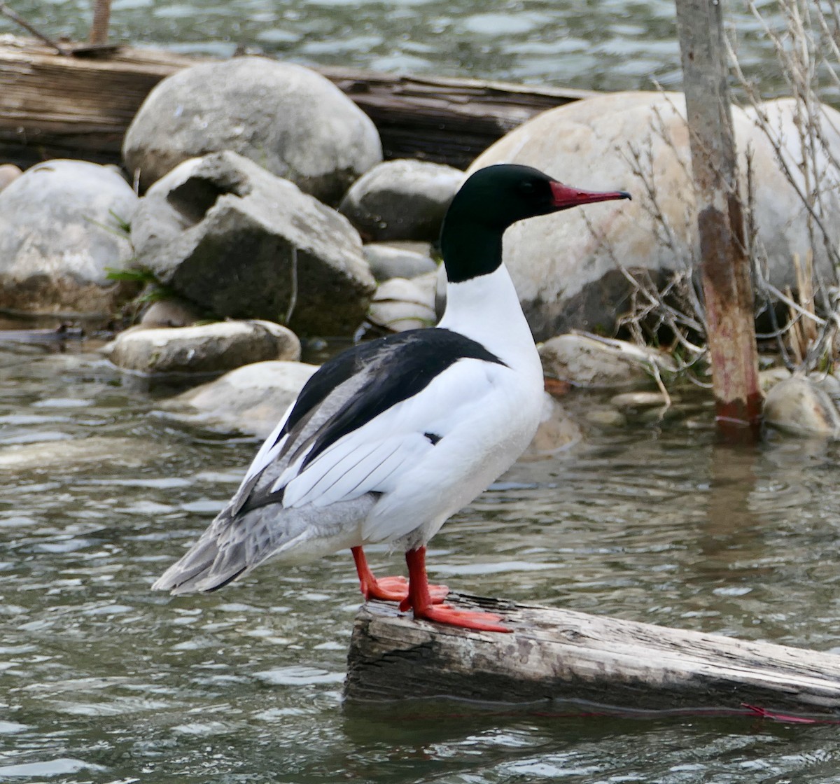 Common Merganser - Jim St Laurent