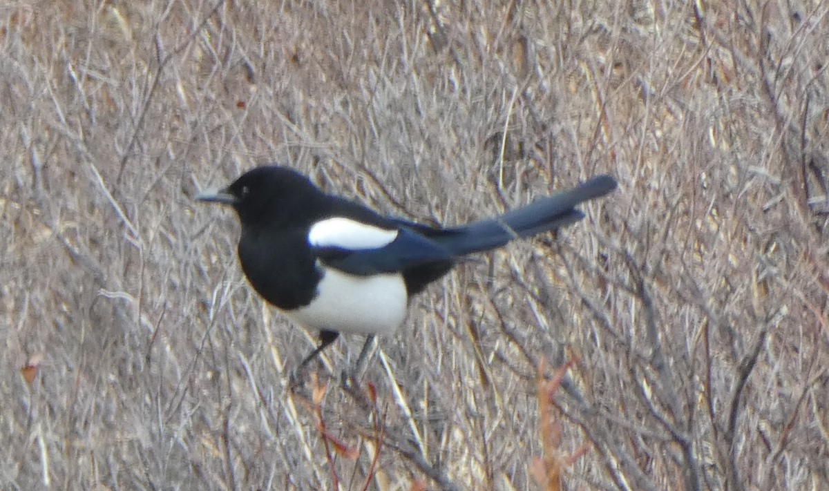 Black-billed Magpie - ML618697460