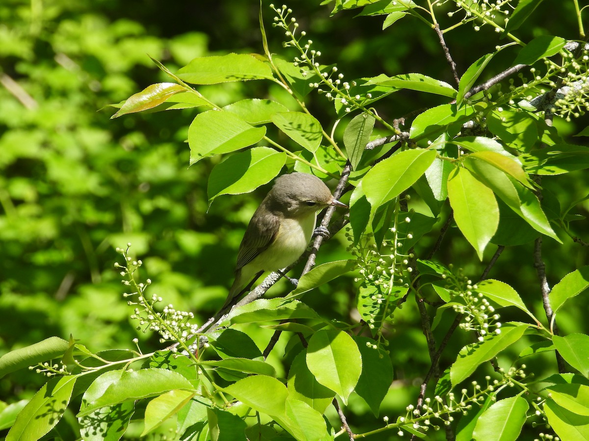 Warbling Vireo - ML618697486