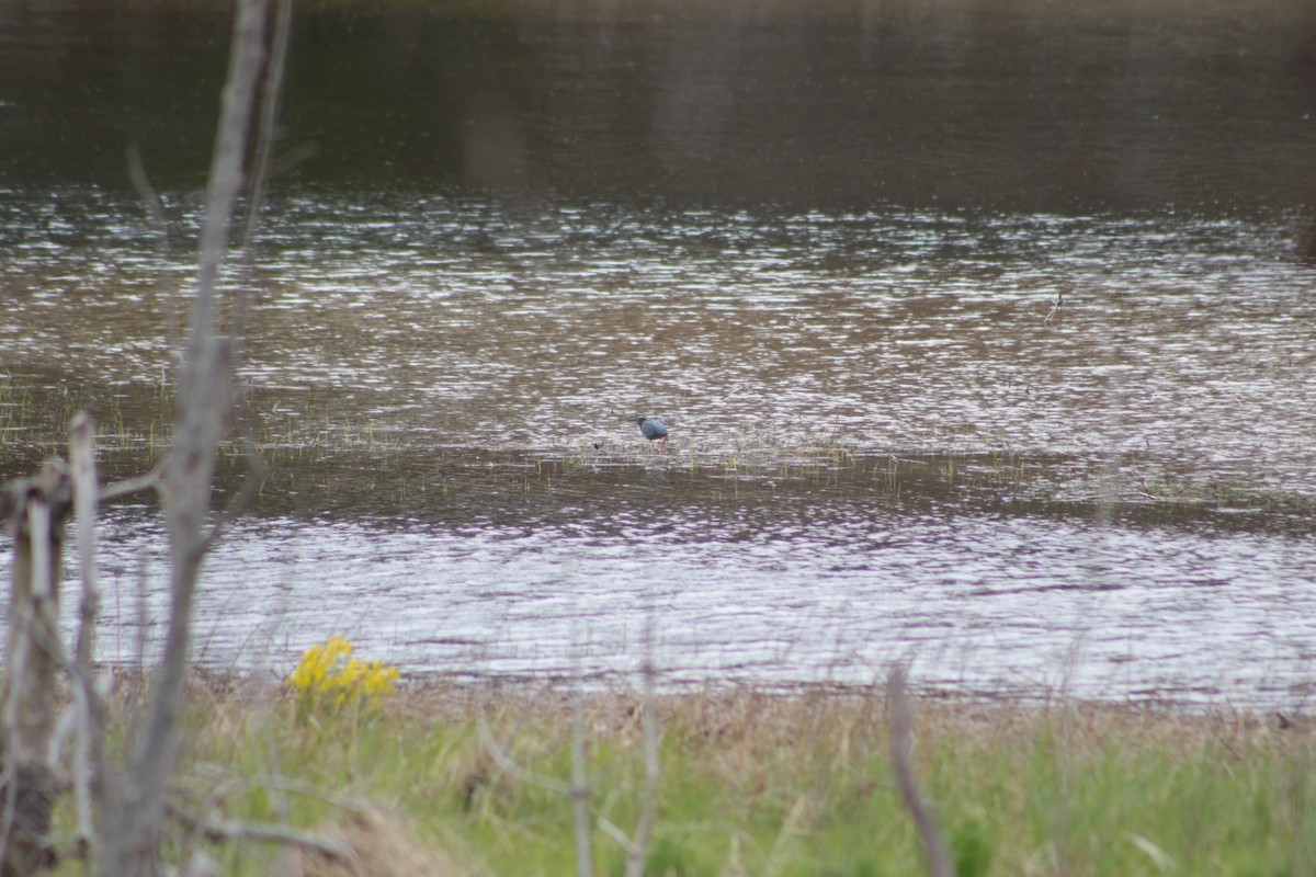 Green Heron - Benjamin Wilson